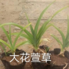 大花萱草