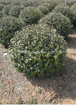 卫矛球种植基地丨卫矛球批发销售