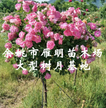 浙江宁波树形月季基地 各类进口欧洲月季爬藤苗 个品种大小树月供