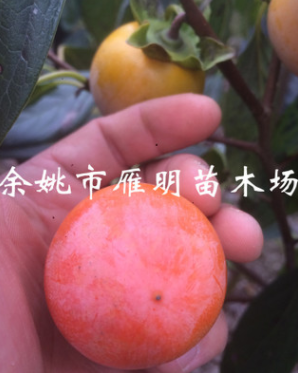 浙江余姚吊红柿子树苗 罗田甜柿方柿日本脆柿果树苗