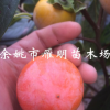 浙江余姚吊红柿子树苗 罗田甜柿方柿日本脆柿果树苗