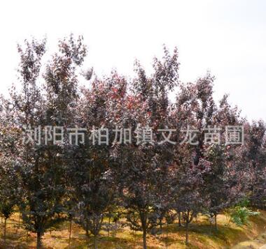 热销推荐红叶李 市政绿化工程乔木精品红叶李 自家苗圃专业种植