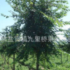 供大规格绿化苗木米径10－15公分榉树