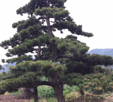 专供各类工程绿化苗木 苗圃栽培苗木 品种繁多 规格齐全 厂家直销