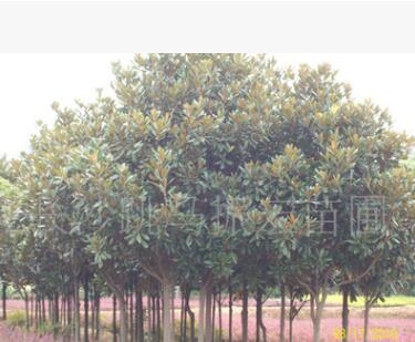 广玉兰（图）各种绿化乔木树苗 优质易成活