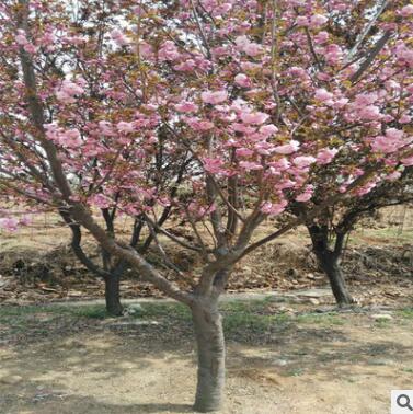 泰安成运现货出售绿化工程樱花小苗樱花树苗 易成活樱花树图3