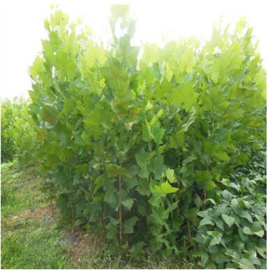 基地常年出售速生法桐 工程法桐苗法桐小苗成活率高易再培图2