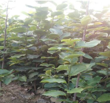 苗圃现货出售白玉兰树苗玉兰小苗图3