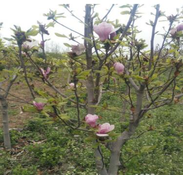 苗圃现货出售白玉兰树苗玉兰小苗图2