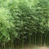 批发竹子苗 青竹 青皮竹子 四季常青 庭院绿化观赏 绿篱