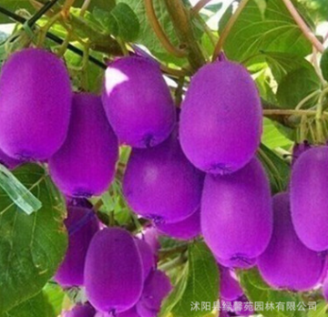 直供庭院园林种植果树苗 紫美猕猴桃苗 奇异果树苗 成活率高