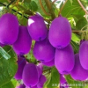 直供庭院园林种植果树苗 紫美猕猴桃苗 奇异果树苗 成活率高
