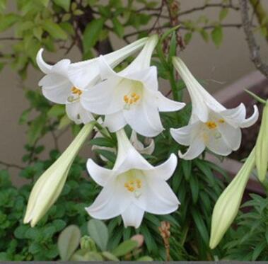 批发室内桌面绿植盆栽百合花 四季种植宿根花卉香水百合量大从优