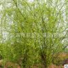 绿化环境风景树 道树绿化花木垂柳 苗木垂柳 柳树批发