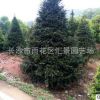 红豆杉树红豆杉苗精品红豆杉1一15公分名贵苗木批发供应基地直销