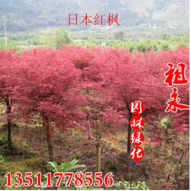 苗圃直销日本红枫小苗 规格齐全 量大优惠 日本红枫苗批发
