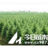 大量供应国槐、毛白杨、核桃苗、山楂苗、樱桃苗等各类林果木。