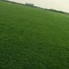 邢台、邯郸地区低价出售优质草坪