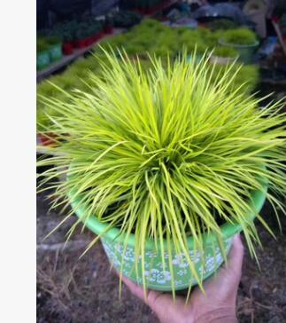 批发金钱菖蒲【量大优惠】黄金姬办公室茶几盆栽 日本菖蒲图2