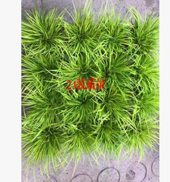 批发金钱菖蒲【量大优惠】黄金姬办公室茶几盆栽 日本菖蒲图3