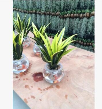 高档室内盆栽 黄金兰 公室花卉植物花卉 吸收甲醛图2