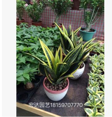 高档室内盆栽 黄金兰 公室花卉植物花卉 吸收甲醛图3