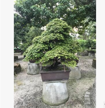 厂家直销 台湾紫檀 造型紫檀 球型紫檀 紫檀盆景 台湾罗汉松图2