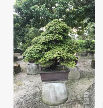 厂家直销 台湾紫檀 造型紫檀 球型紫檀 紫檀盆景 台湾罗汉松图3