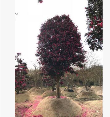 精品日本茶梅 批发茶梅 求购造型茶梅 别墅高档树 柱形茶梅图2