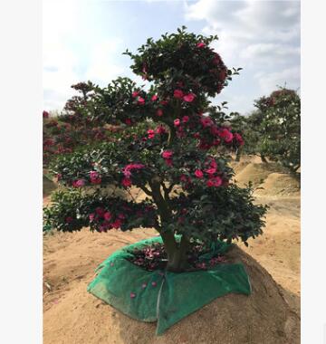 精品日本茶梅 批发茶梅 求购造型茶梅 别墅高档树 柱形茶梅图3