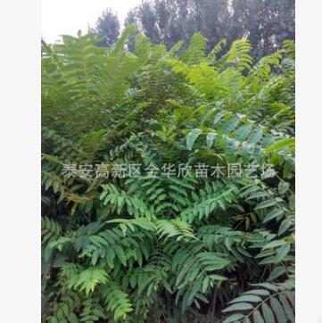 泰安批发零售 香椿苗品种 大棚香椿苗