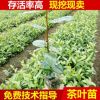 园林花卉苗木茶树苗茶花苗木绿化苗木基地 茶花树