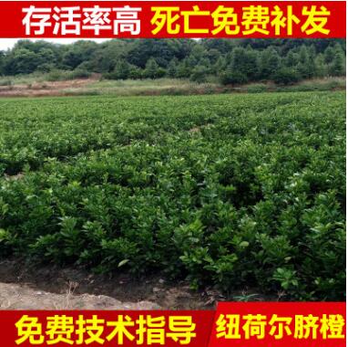 基地生产 湖南果树 高产品质 苗纽荷儿脐橙 苗木基地批发