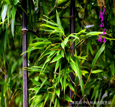 庭院观赏竹子植物/紫竹 金镶玉竹；青竹苗 趣味美观 四季常青