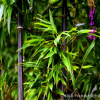 庭院观赏竹子植物/紫竹 金镶玉竹；青竹苗 趣味美观 四季常青