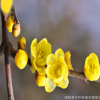 腊梅树 观赏花卉 腊梅花苗 另有大量小苗 苗圃直销