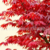 绿化苗木批发 包品种 枫树规格全正宗嫁接日本红丝带红枫树苗