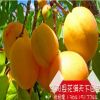 杏树苗批发 供应杏树苗 庭院苗 量大优惠 杏树苗易成活 杏子热销