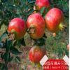 盆栽果树苗 石榴苗新品种 突尼斯2号软籽石榴树苗2年苗