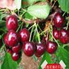 矮化樱桃苗车厘子嫁接樱桃苗樱桃树苗当年结果盆栽北方南方种植