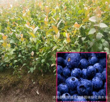 蓝莓树苗 优质蓝莓苗 南方果树苗 兔眼蓝莓带营养钵