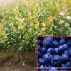 蓝莓树苗 优质蓝莓苗 南方果树苗 兔眼蓝莓带营养钵