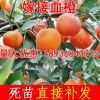 供应橙子树苗/脐橙/血橙/红橙/夏橙品种优良各规格果树苗现货出售