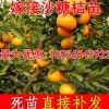 正宗沙糖桔树苗橘桔子苗橙子嫁接柚子果树苗桔子树苗地栽当年结果
