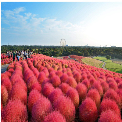 厂家直销红叶地肤种籽绿化景观花海量大优惠品种齐全可以货到付款