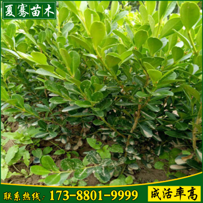 批发大叶黄杨树苗常绿灌木根系发达工程绿化苗