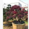 供应【 红花继木桩 】多年精品造型,别墅风景树，花开红色