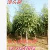 优质馒头柳定干移植馒头柳