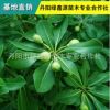 销售庭院绿化树苗 绿篱笆 植物围墙海桐树苗 基地直销