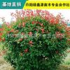 基地直销红叶石楠 多种规格可选 高品质可批发